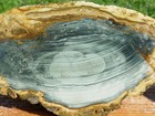 Tcr Blue Mountain Jasper   Rough  Sla 382g     Large Orb   Streamer   Oregon