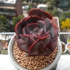 Mixed Rare Succulent Plant Seeds  100pcs pack