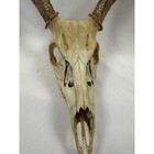Whitetail Deer Skull Mount Antlers Taxidermy Cabin Lodge Wall Decor Rustic Hunt