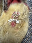 Alaskan Inuit   Eskimo Newborn Infant Handmade Beaded Moccasins - Pre 1980 s