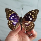 30 Real Butterfly Specimens Mixed Species No Duplicates Spread Wings Diy Decor