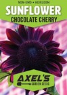 Purple Sunflower Seeds For Planting - Vibrant Heirloom Rare  Chocolate Cherry
