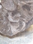 Ammonite Fossil    extinct   wonderful Condition  Has Other Shell Fossils
