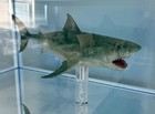 Toynami Ecc 1 18 50th Anniversary Jaws Bronze  17 Of 50 New In The Box Rare