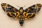 12 Pcs Death Head Hawk Moth   Wings Opened   Real Specimens   Us Stock