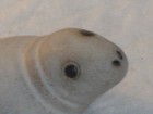 Vintage  animal Friends   Cornwall Studio Pottery Small Seal Figure 9cms Long 