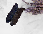5  Black Butterfly 12pk  Artificial Feather  Butterfly Halloween Decoration