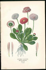 1896 Edward Step Original Antique Red  Pink  Daisies everlasting Flower 2 Prints