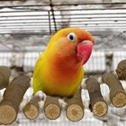Bird Cage Ladder  Parrot Bridge Made Of Natural Wood And Rope  Interactive Bi   