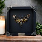 Real Death Head Moth Black Skull Insect Art Acherontia Butterfly Entomology S   