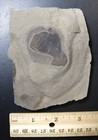 Pterygotid Acutiramus Serrated Coxa Bertie Formation  Ny Silurian Eurypterid