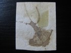 Confederate States Csa Sc   4 Scarce Used Stamp 