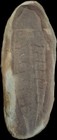 Mazon Creek Fossil Tully Monster  Tullimonstrum Gregarium  Famous Illinois Site 