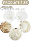 50pcs Scallop Shells For Crafts Large 4  -5   White Beach Natural Shells Bulk Fo