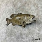  30622 E   20  Smallmouth Bass Freshwater Taxidermy Fish Mount For Sale