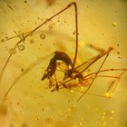 Assassin Spider In Burmese   Burmite Amber Fossil   100  Genuine