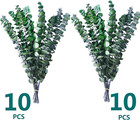 20pcs Preserved Eucalyptus  17  Natural Fresh Green Eucalyptus Plant  Real Eucal