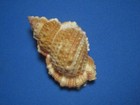 Bursa Granularis R  ding  1798  hawaiian Islands    63 1mm 