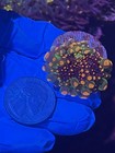 Lps Wysiwyg Og Godzilla Mushroom Coral