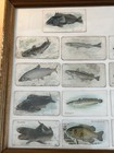 Vintage Tobacco Recruit Cigarette Cards Framed - Lot Of 18 