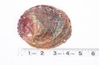 Threaded Abalone Sea Shell One Side Polished Beach Craft 4  - 5   2 Pcs   jc-155
