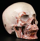 Huge 5 0  Picture Jasper Carved Skull  Super Realistic  Crystal Healing