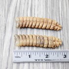 2 Extra Large Rattlesnake Rattles   7556    Taxidermy Diamondback Sidewinder