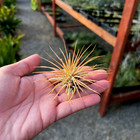 Ionantha Sunset Orange Air Plant
