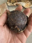 1715 Treasure Fleet Shipwreck Artifact Lot Pottery Cannonball Lead Sheeting