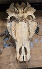 Hand Painted Wolf On Cow Skull With Beads And Feathers 
