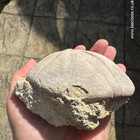Clypeus Ploti     British Jurassic Echinoid
