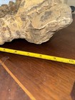 Texas Cretaceous Fossil Ammonite Rare Real 10 4lbs 10lbs 9x8x4 Great Definition