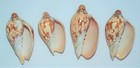 Four Pcs Polished Volute Sea Shells 3 To 3-3 4  Beach Decor Craft Reef Nautical
