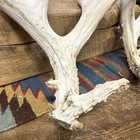 24 Pt Matdeer Antler Cut Offs  1103