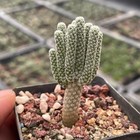 2-3cm Succulent Cactus Plant Turbinicarpus Pseudomacrochele Minimus Cactaceae