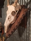 European Deer Skull Mount Wall table Pedestal Plaque Oak Arrowhead  dark Walnut 