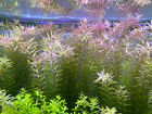20 Stems Rotala Rotundifolia Tropical Freshwater Aquarium Live Plants