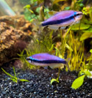 6 Blue Emperor Kerri Tetras Tank Bred  High Quality   Purple And Blue Emperor  
