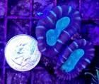2 Heads Purple Trumpet Candy Cane Wysiwyg Live Coral Frag Free Shipping 