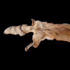 Vintage Red Fox Pelt Hide 48    Full Fur W Head Tail Legs Taxidermy Craft