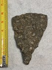Fossil Hash Plate Turritella Snails