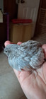 12 Button Quail Eggs   2-5  Bonus Eggs 