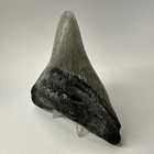 Megalodon Shark Tooth 4 66 Inch - Serrated - Real Fossil - Wide - Rare 19334