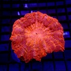 Red Orange Acanthophyllia Coral 3  Wysiwyg - Indigo Corals - Ic 3368 - Acantho