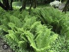 10 Ostrich Fern Glade Fern Perennial Native Woodland Bare Root Shade Garden