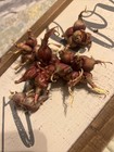 Egyptian Walking Onions 10 Bulbs 2025 Fresh Harvested Organic