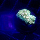 Rainbow Goniopora Small Frag Wysiwyg - Indigo Corals - Ic 3855 - Goni