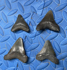 Lot Of 4 Megalodon Shark Tooth Fossil From Sc River Systems