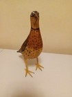 Beautiful Pheasant quail 