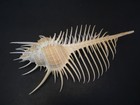 Monster   murex Pecten W o 146 7mm 6   philippines Seashell